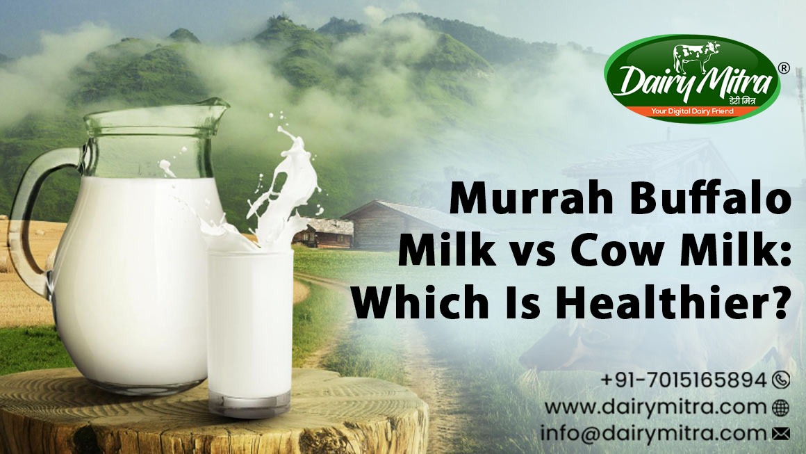 Murrah Buffalo Milk vs. Cow Milk
